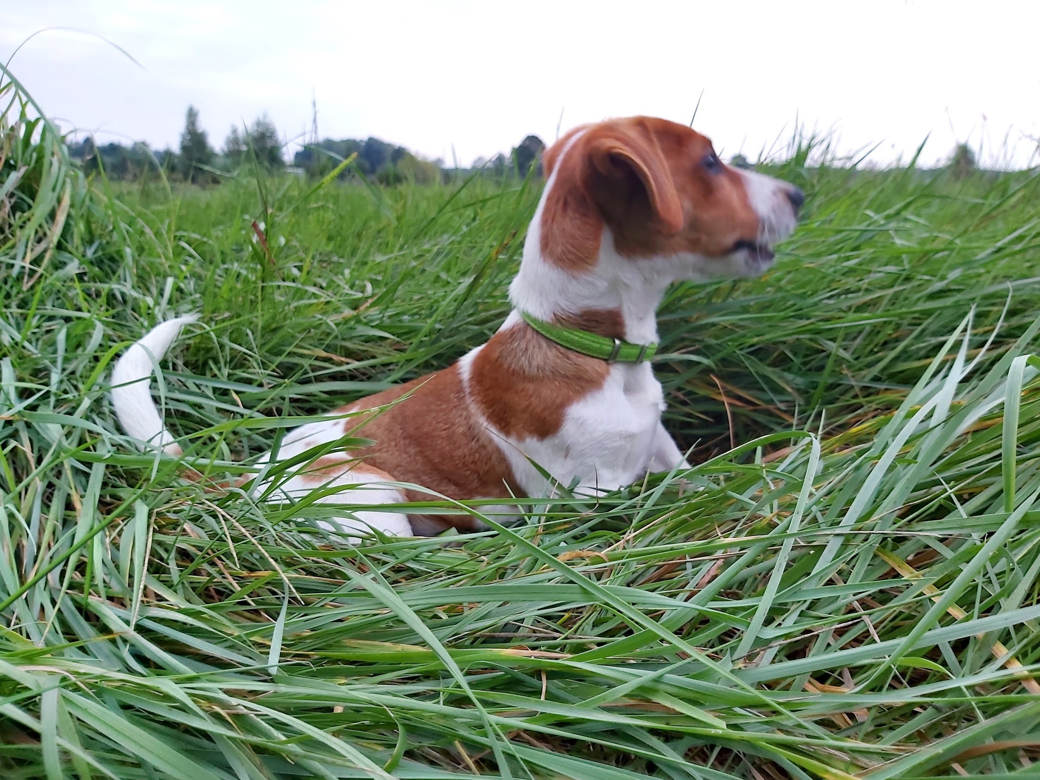 Jack russell terrier - pacjent lecznicy w Pabianicach